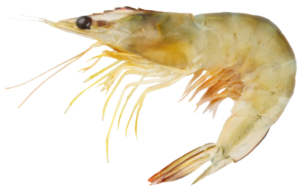 Banana Prawn