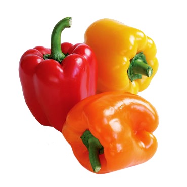 Capsicum