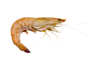 Eastern King Prawn