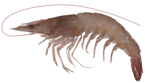 Endeavour Prawn