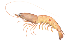 Redspot King Prawn